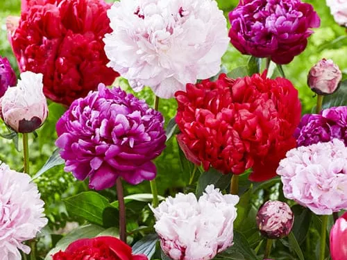 Dutch-bulbs-case-image